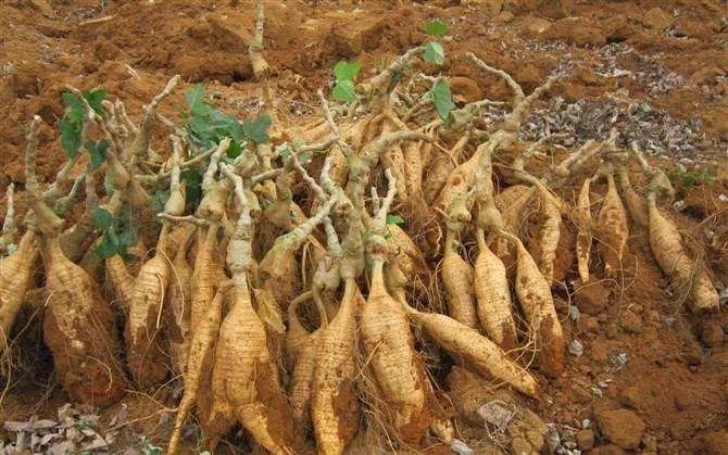 致富经葛根_致富经葛根视频_致富经葛根种植视频