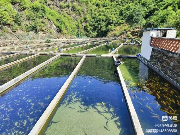 “鲟”出脱贫致富路——山阳县延坪镇中节村鲟鱼养殖成“水中存折”