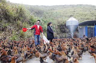 致富养鸡桑叶图片大全_桑叶养土鸡_致富经桑叶养鸡