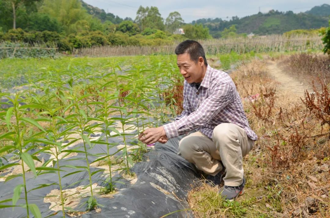 从化江埔街锦二村：城市“桃花源”里的致富经