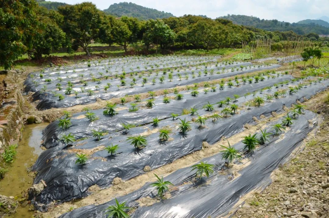 种植花苗致富_致富种植花苗图片大全_致富种植花苗图片