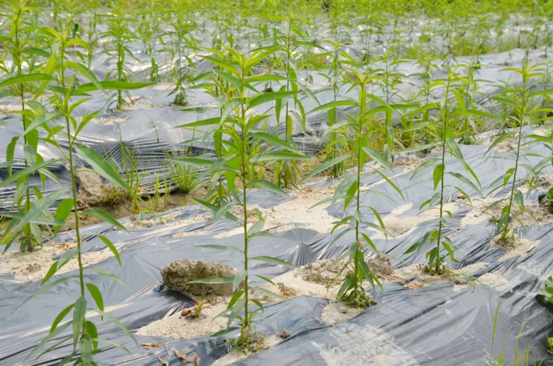 致富种植花苗图片_致富种植花苗图片大全_种植花苗致富