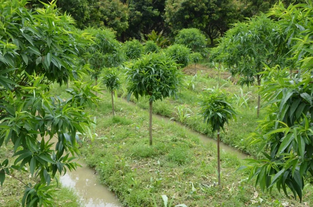 致富种植花苗图片大全_致富种植花苗图片_种植花苗致富