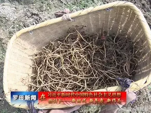 关于鱼腥草的致富经_致富经鱼腥草种植视频_鱼腥草价钱