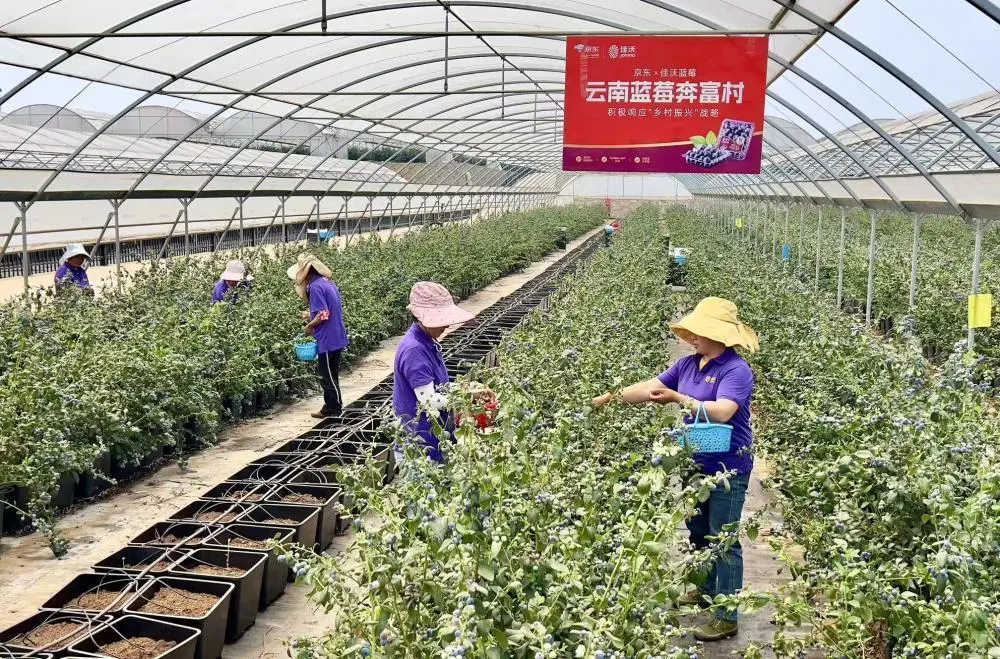 红河泥鳅养殖合作社_致富经云南红河泥鳅_云南泥鳅怎么做好吃