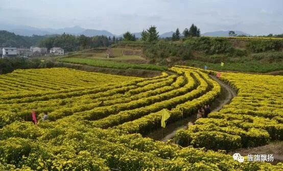 农民种植致富方案_致富种植农民方案怎么写_致富种植农民方案范文