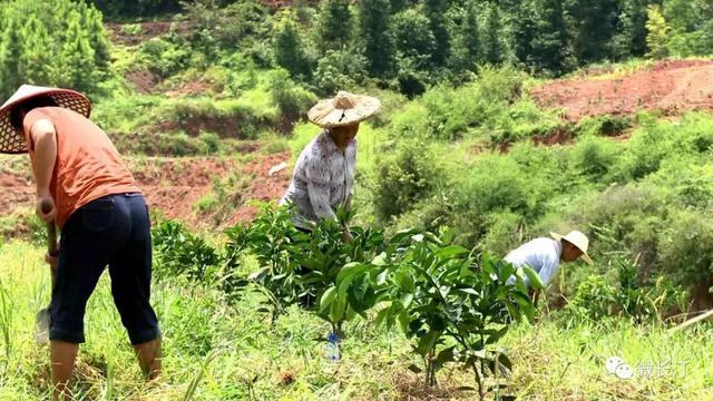 长汀县古城镇古城村：村民创业种脐橙 助推乡村振兴发展