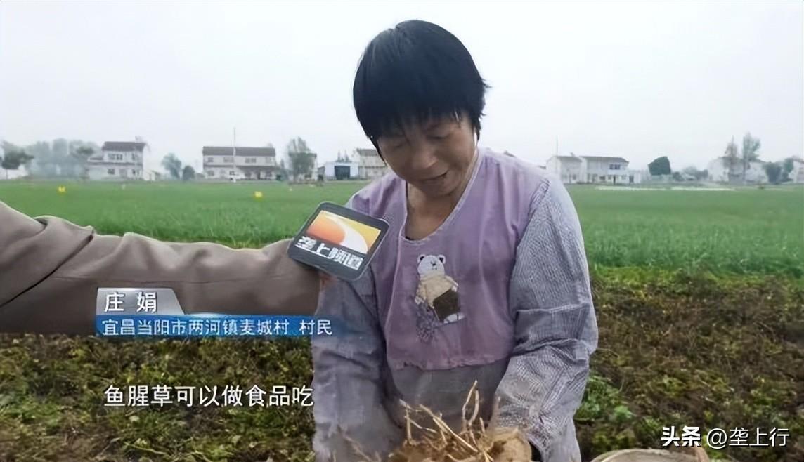 关于鱼腥草的致富经_农村鱼腥草_致富经鱼腥草种植视频