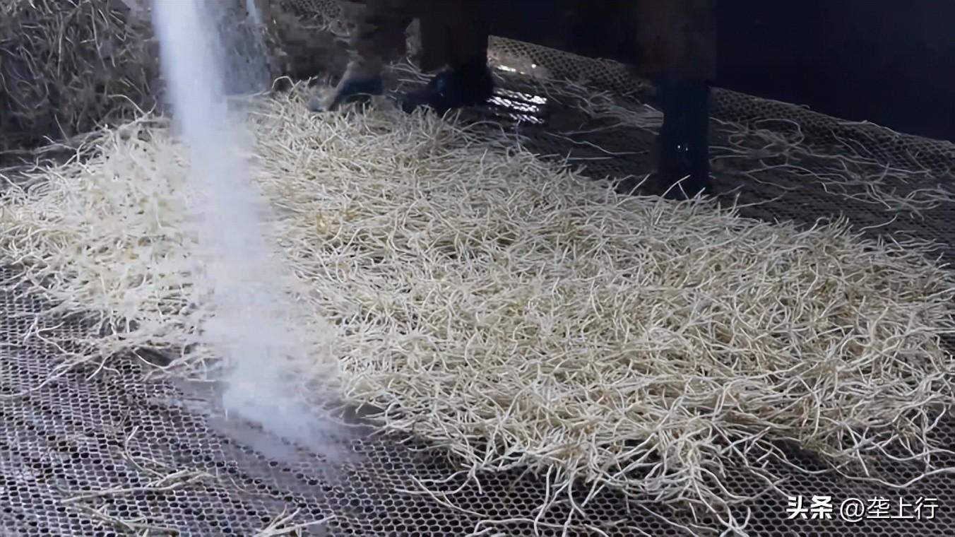 关于鱼腥草的致富经_致富经鱼腥草种植视频_农村鱼腥草