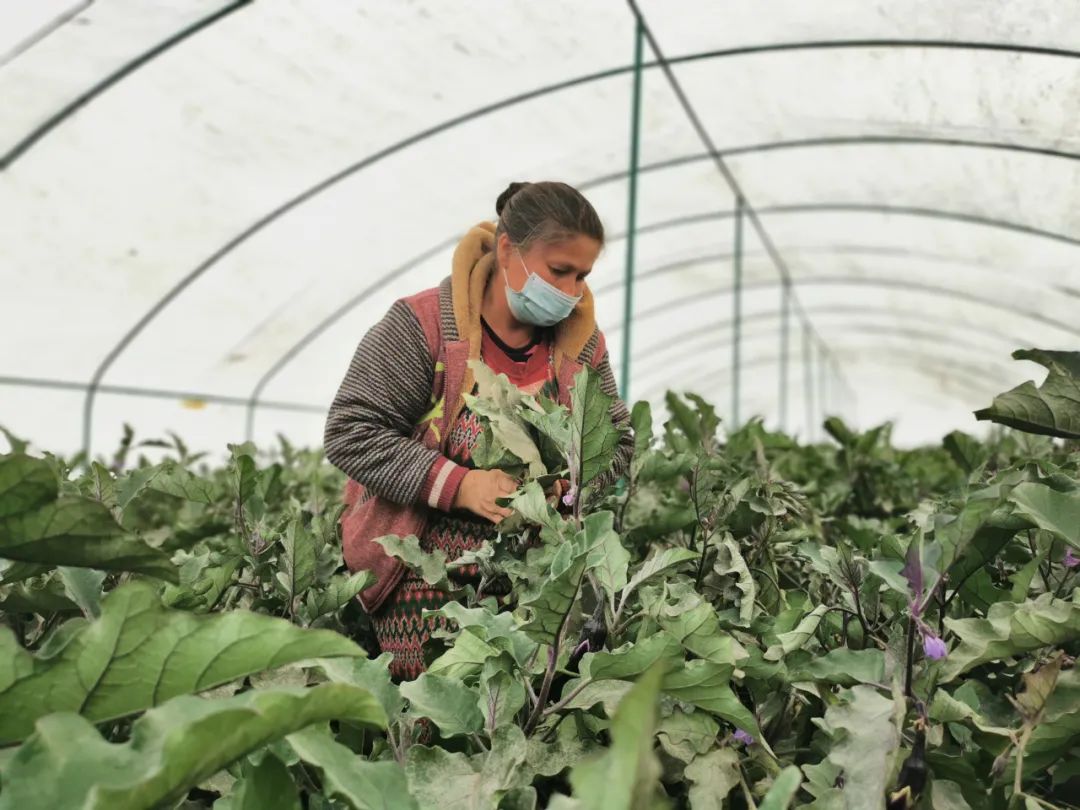 致富种植农民方案怎么写_农民种植致富方案_农民致富种植项目