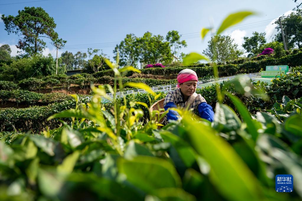 云南养泥鳅的前景和风险_红河泥鳅养殖合作社_致富经云南红河泥鳅