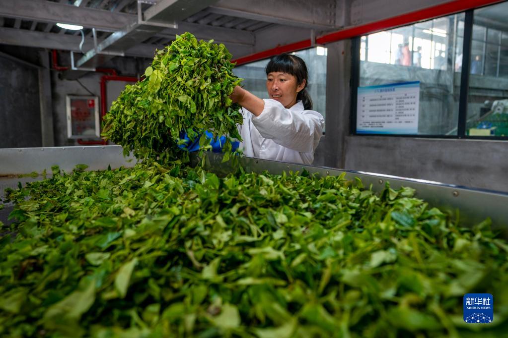 致富经云南红河泥鳅_红河泥鳅养殖合作社_云南养泥鳅的前景和风险