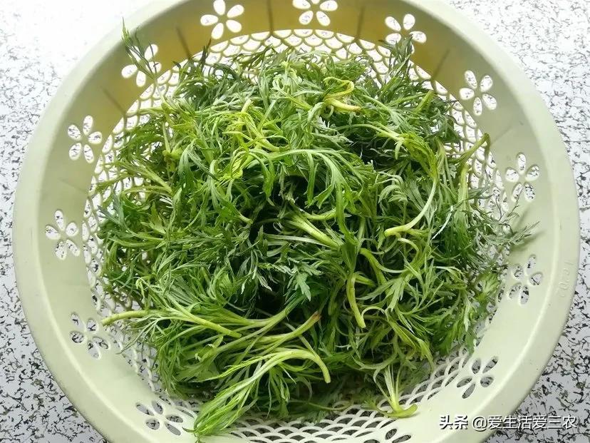 山野菜致富经_野菜致富经_山野菜加工技术加盟