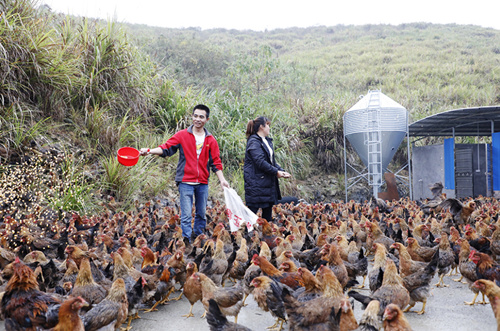 湖南永州新田：大山里养出“爱飞的鸡”