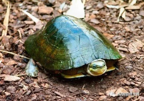 鳄龟养殖成本和利润_鳄龟养殖户_鳄鱼龟的产量及养殖技术