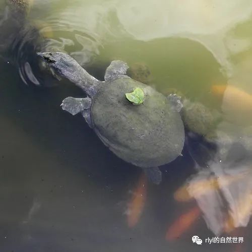 鳄鱼龟的产量及养殖技术_鳄龟养殖户_鳄龟养殖成本和利润