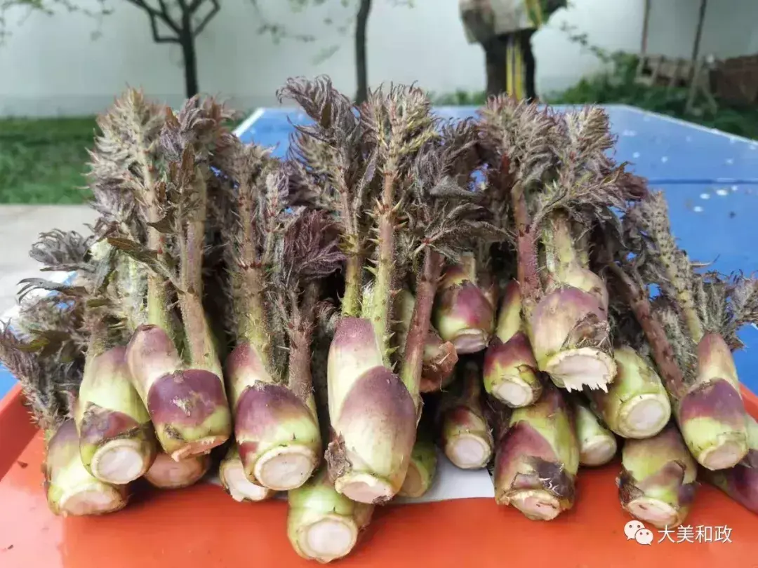 山野菜加工技术加盟_山野菜致富经_野菜致富经