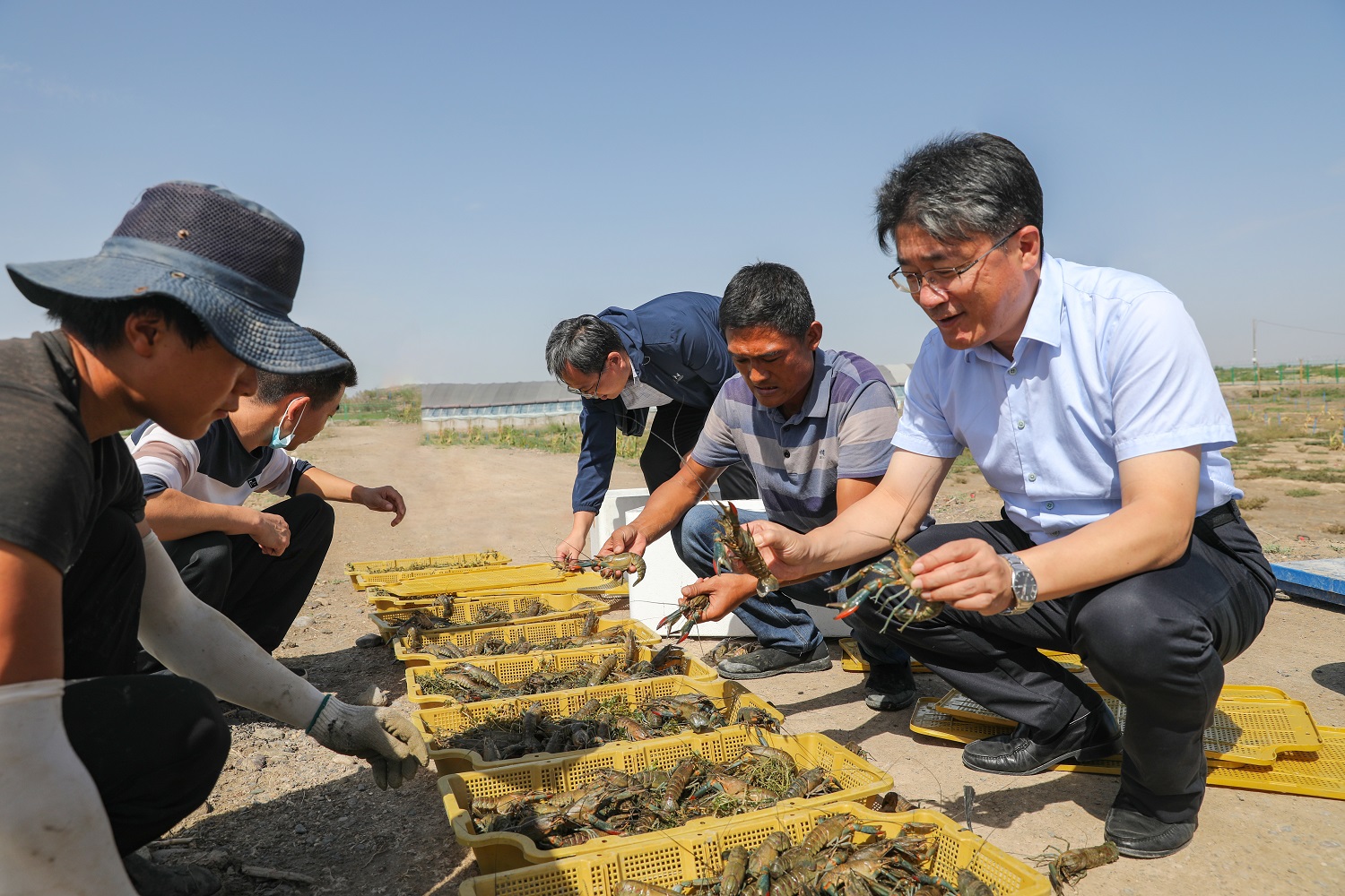 红螯螯虾苗_人工鳌虾能繁殖吗_红螯螯虾人工养殖技术