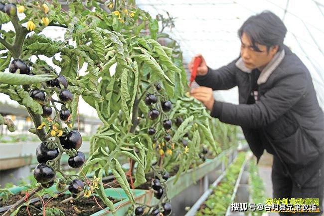 2020年种植什么最赚钱？推荐4个农村种植致富项目