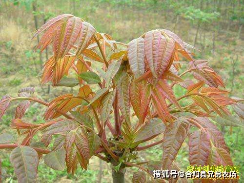 致富种植农民方案怎么写_农民致富种植项目_农民种植致富方案