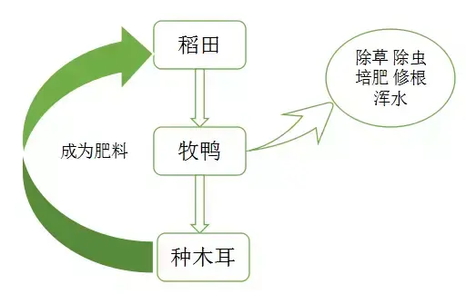 你的稻田里只种稻？这些钱都没整到！