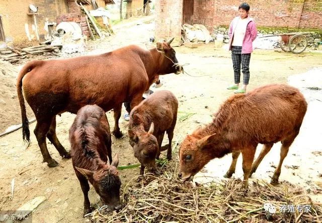 养架子牛赚钱吗_架子养殖牛技术视频教程_架子牛养殖技术