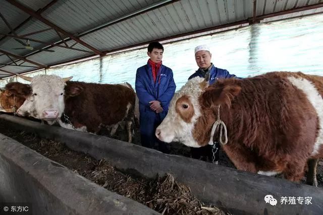 架子牛养殖技术_架子养殖牛技术视频教程_养架子牛赚钱吗