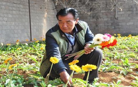 老农户大棚种植鲜花，用勤劳致富