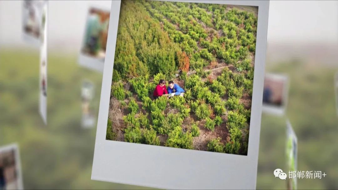 致富种植盆景图片_盆景种植致富_种盆栽致富