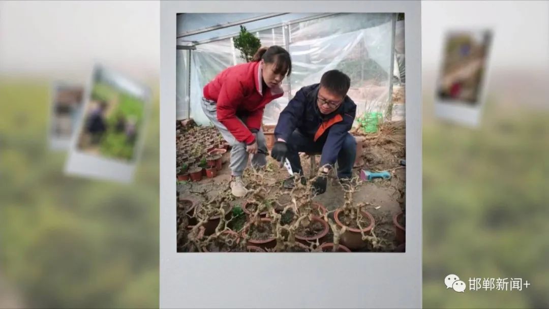 致富种植盆景图片_种盆栽致富_盆景种植致富