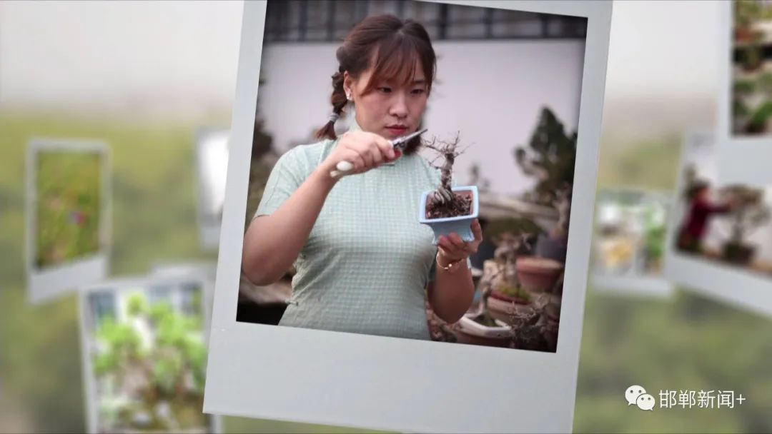 盆景种植致富_种盆栽致富_致富种植盆景图片