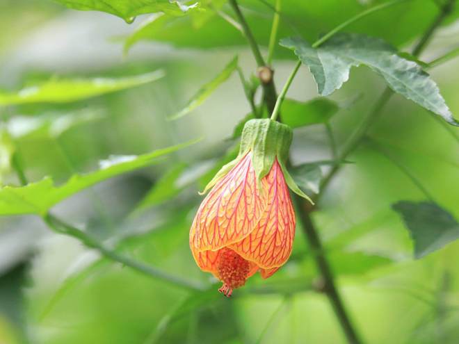 福建人参种的活吗_人参果福建可以种植吗_人参果福建种植技术