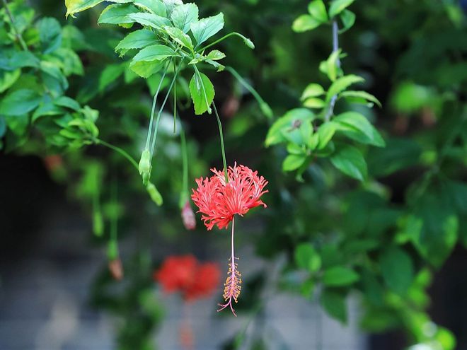 人参果福建可以种植吗_人参果福建种植技术_福建人参种的活吗