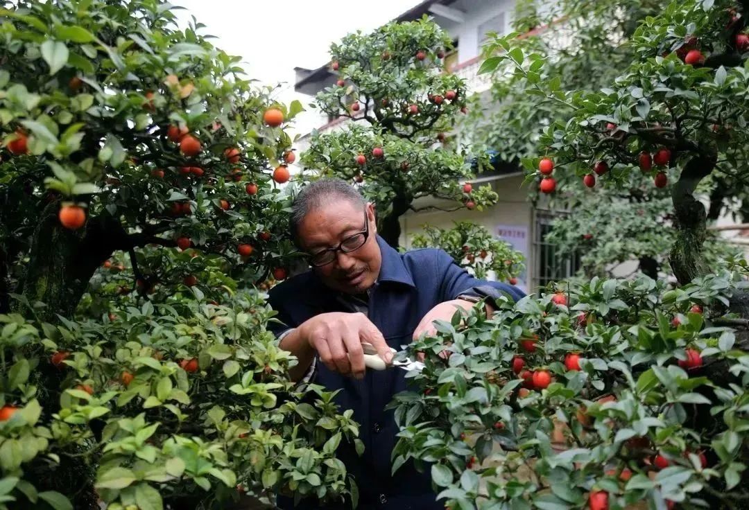 盆景种植致富_致富种植盆景视频_盆栽致富经