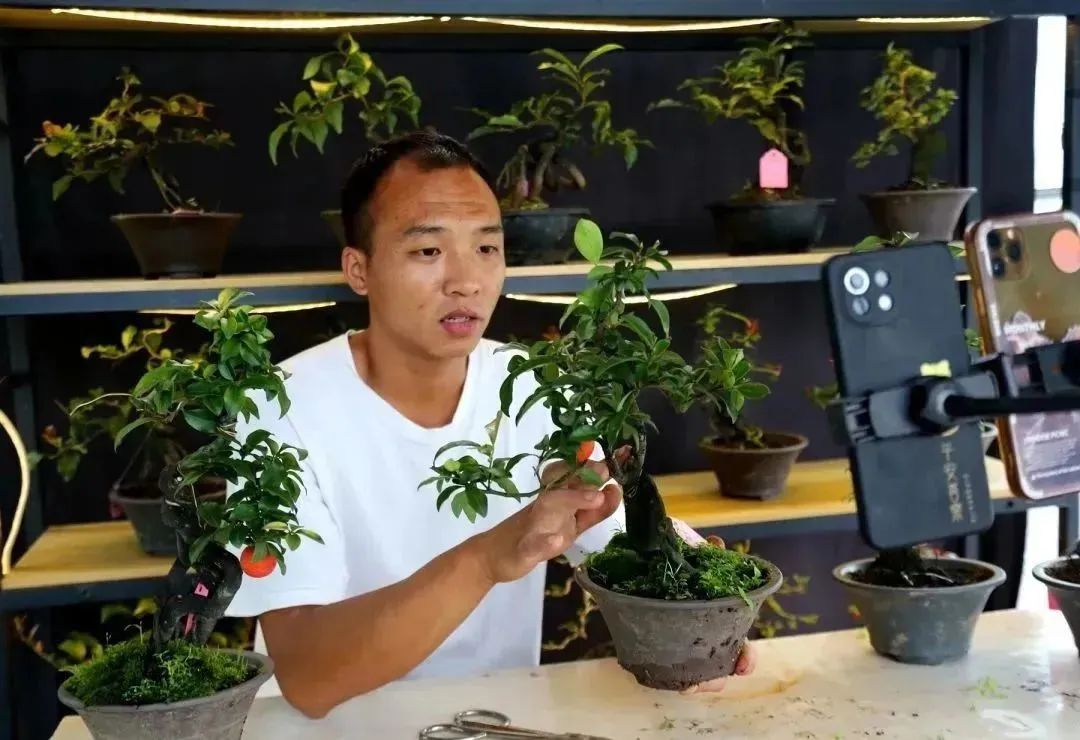 盆景种植致富_致富种植盆景视频_盆栽致富经