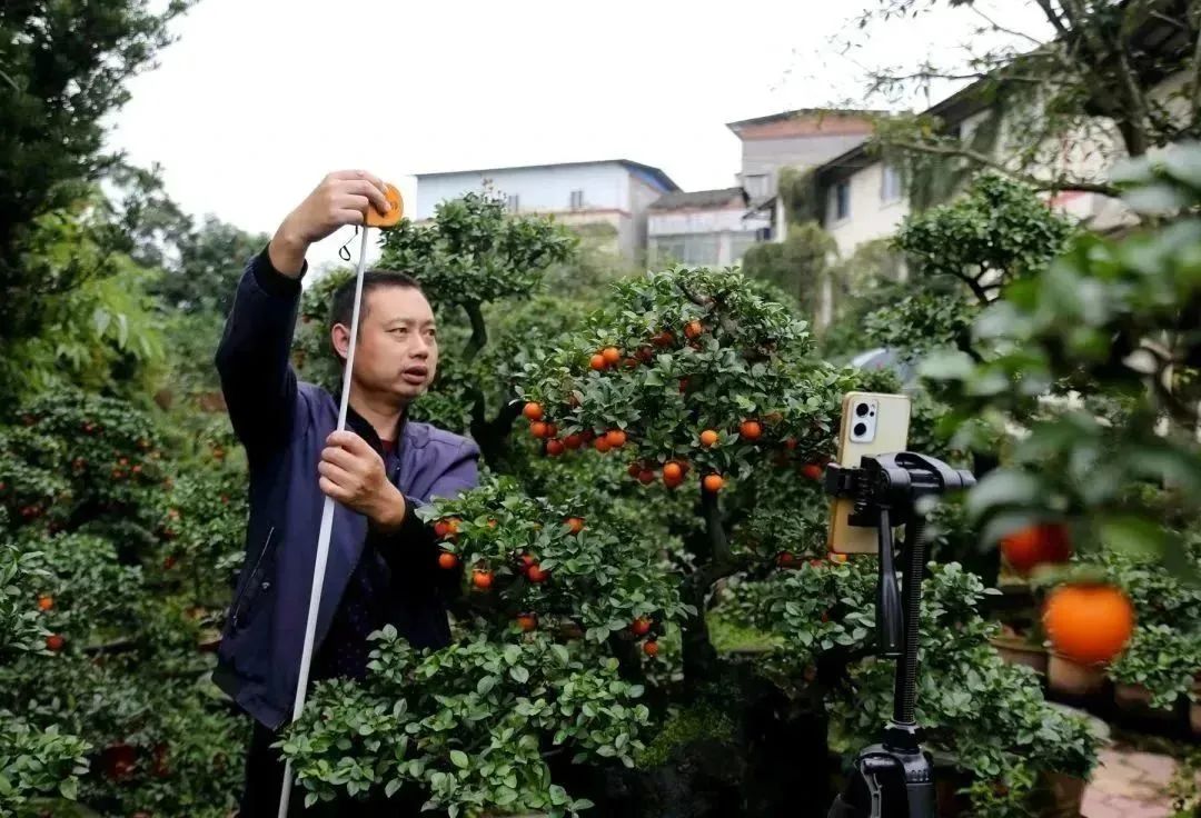 致富种植盆景视频_盆景种植致富_盆栽致富经