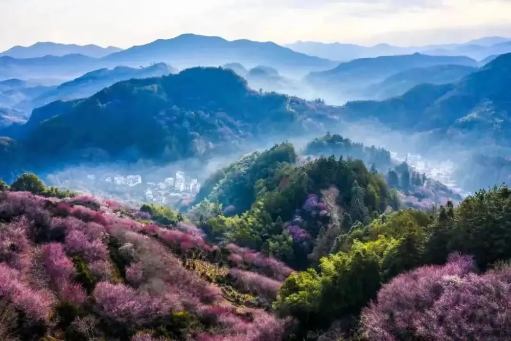 盆景种植致富_致富种植盆景视频_种盆栽致富