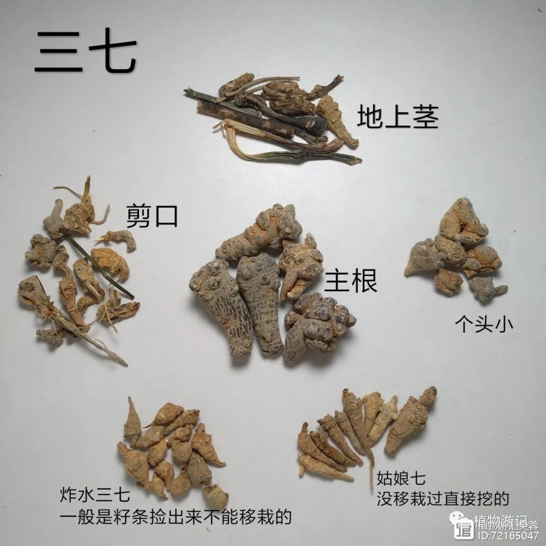 田七的栽培_田七的栽培种植技术_种植田七的方法和注意事项