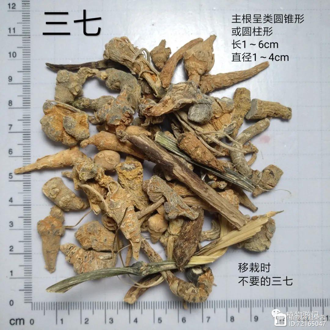 田七的栽培种植技术_种植田七的方法和注意事项_田七的栽培