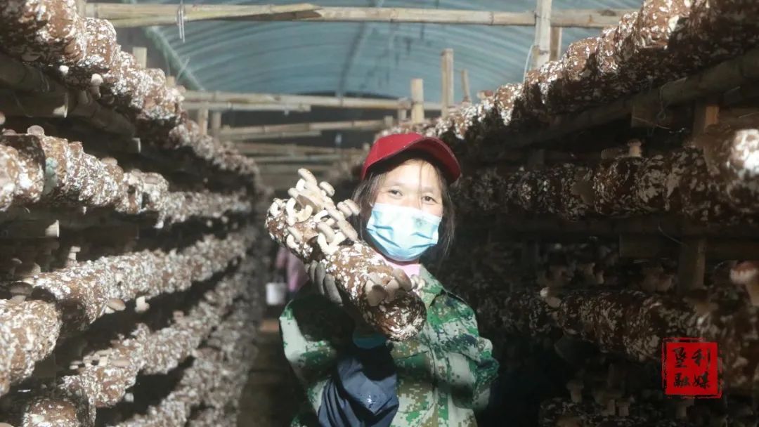 香菇种植专业合作社简介_香菇合作社补贴政策_合作社种植香菇脱贫致富