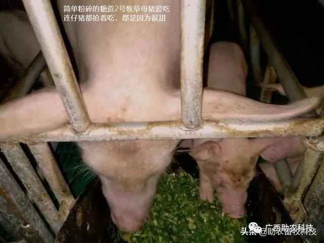 特种养殖养鸭技术视频_特种养殖技术养鸭_特种养殖养鸭技术要求