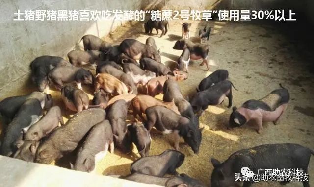 特种养殖养鸭技术要求_特种养殖技术养鸭_特种养殖养鸭技术视频