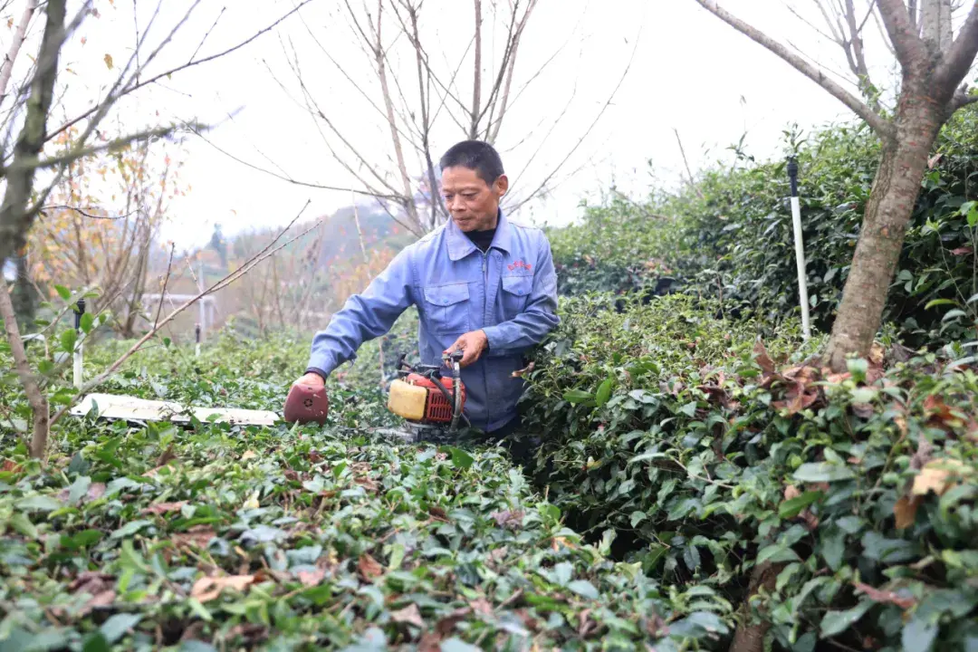 宜宾主要种植什么农作物_宜宾苗乡种植致富_宜宾种植业