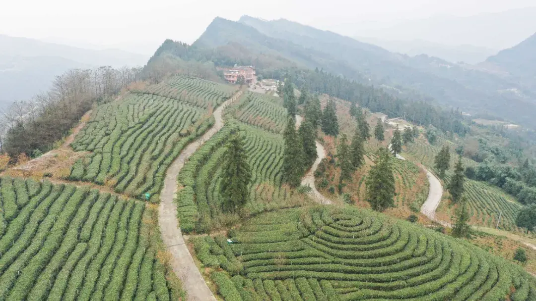 宜宾主要种植什么农作物_宜宾种植业_宜宾苗乡种植致富