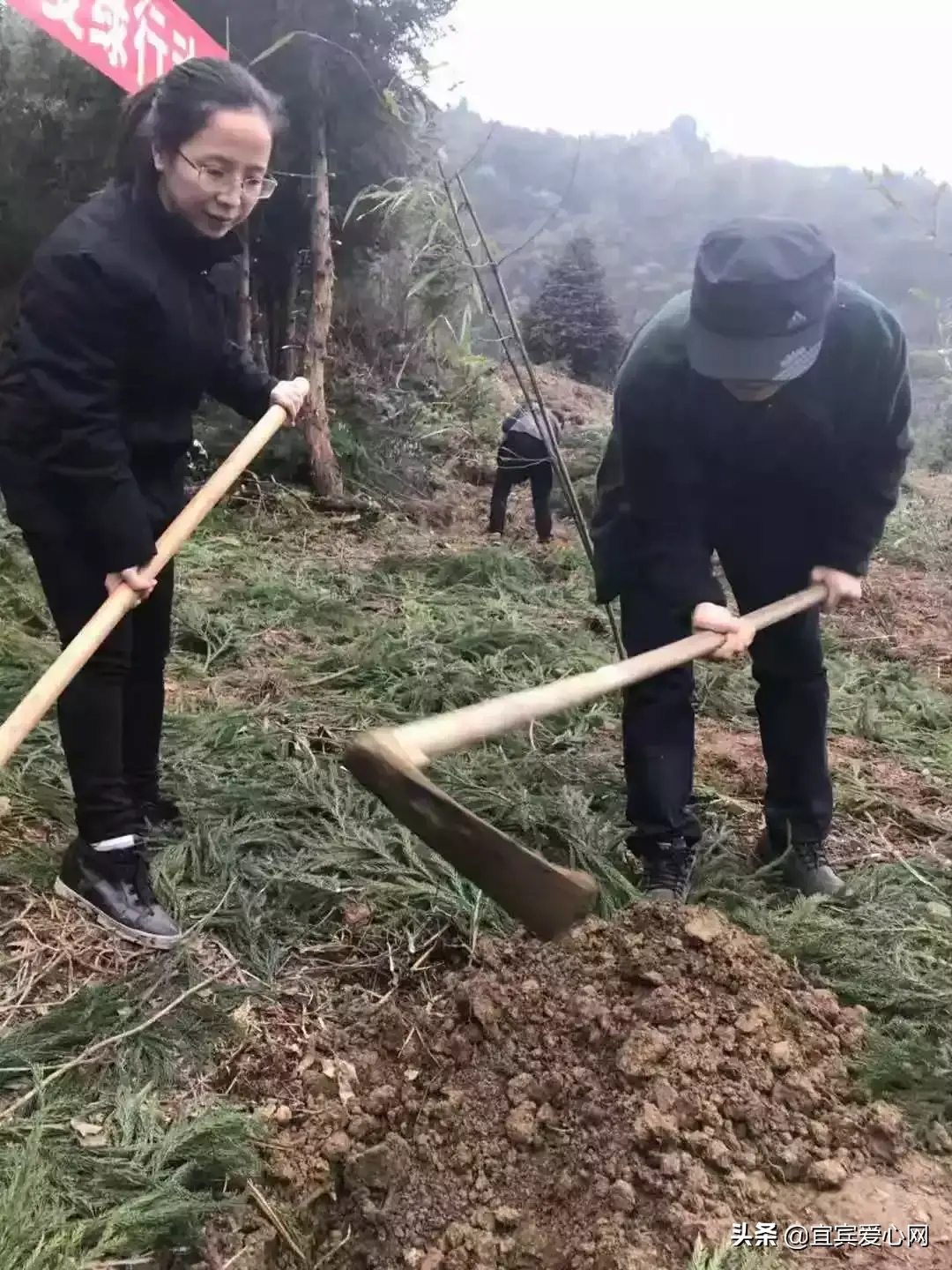 宜宾种植什么最赚钱_宜宾种植基地_宜宾苗乡种植致富