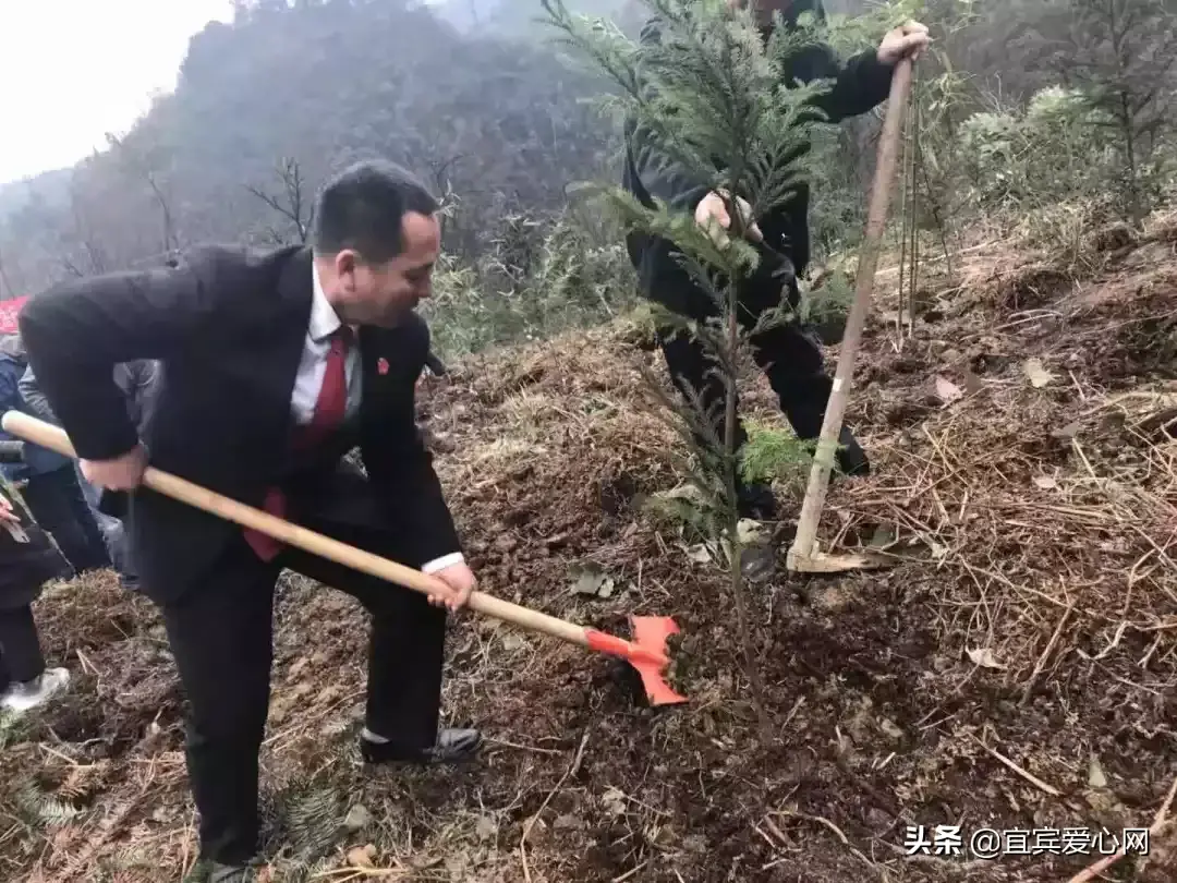 宜宾种植什么最赚钱_宜宾苗乡种植致富_宜宾种植基地