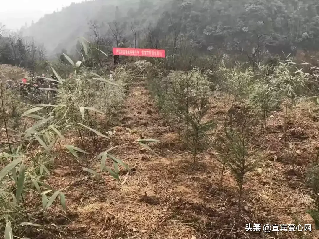 宜宾种植基地_宜宾苗乡种植致富_宜宾种植什么最赚钱