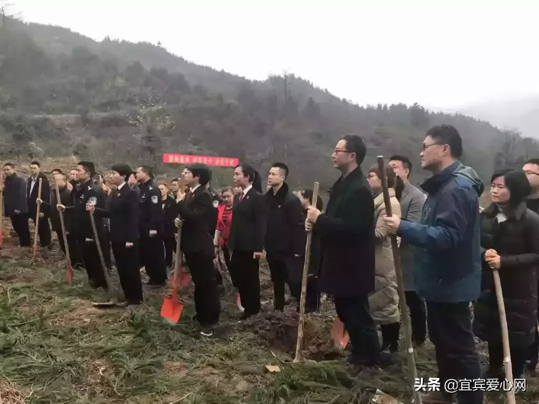 宜宾苗乡种植致富_宜宾种植什么最赚钱_宜宾种植基地