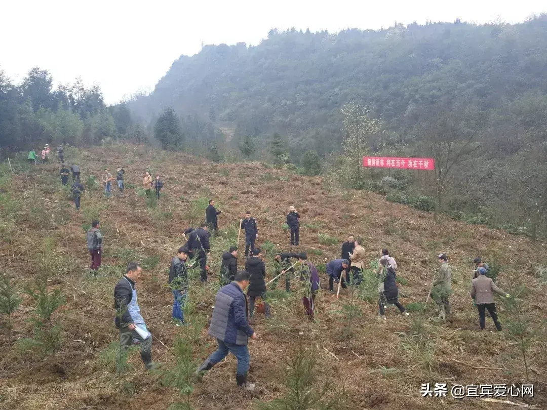 宜宾苗乡种植致富_宜宾种植什么最赚钱_宜宾种植基地