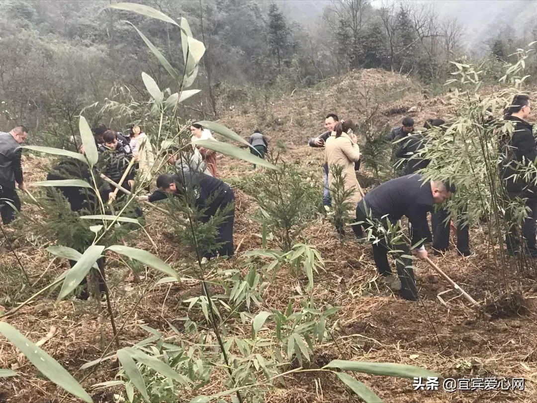 宜宾种植基地_宜宾种植什么最赚钱_宜宾苗乡种植致富